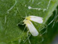 sweet potato whiteflies