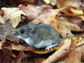 a white-footed mouse