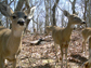 white-tailed deer