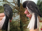 slate-colored junco, left & the white-winged junco