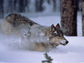 wolf in Yellowstone