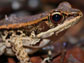 a wood frog