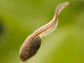 a A wood frog tadpole with with a normal-size tail