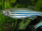 a female specimen of a zebrafish