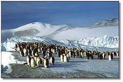 a group of emperor penguins; caption is below