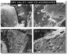 Filament-like lake-ice microbes