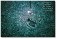 A photograph of the sea floor collected January 2002 in front of the Larsen B ice shelf