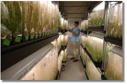 scientist and Arabidopsis plants; caption is below