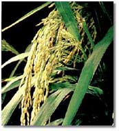 a panicle of rice