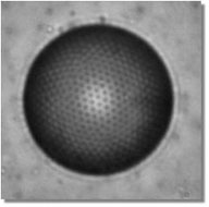 microscope image of a colloidosome