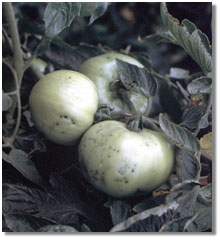 bacterial speck infection of a freshmarket tomato