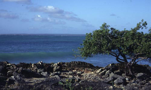 View looking south at low, flat Beata Island