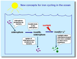 graphic of new concepts for iron cycling in the ocean