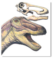 Rapetosaurus; caption is below