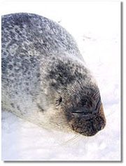 Photo of a ringed seal