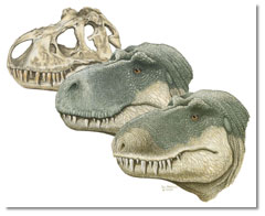 changing nostril position in Tyrannosaurus rex; caption is below