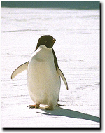 A lone Adelie penguin