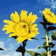 Sunflower (Helianthus anomalus)