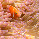 image of clownfish