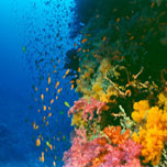 image of coral reef