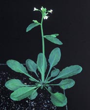 Arabidopsis - A Plant Genome Project