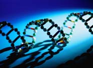 DNA helix model