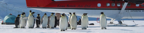Emperor penguin and a Twin Otter airplane