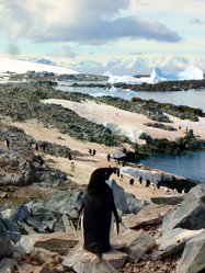 Humble Island Adelie penguin rookery