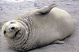 Elephant seal