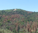 Dying ponderosa pines in a forest in California