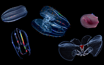 A collage of five comb jelly species