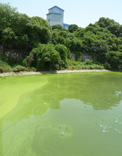 China's Lake Taihu, showing an extensive algae bloom that reaches the lake's shores.