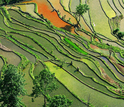 rice farming in China