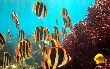 Butterflyfish and corals under water