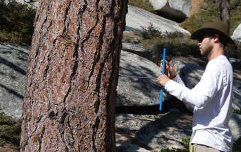 Researcher Jesse Hahm collects a tree core for forest productivity analysis.