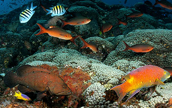 Coral reefs of the Flower Garden Banks National Marine Sanctuary