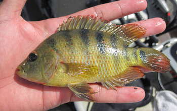 Non-native Mayan cichlid fish suffered major declines as a result of the extreme cold snap.