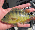 Non-native Mayan cichlid fish suffered major declines as a result of the extreme cold snap.
