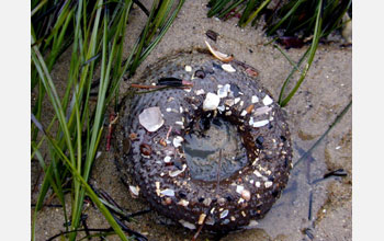 A starburst anemone (<em>Anthopleura sola</em>) in the closed position