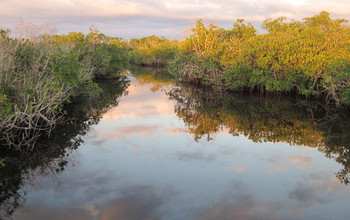 Mangroves at sunset in Florida's Shark River, before the unseasonable cold spell.