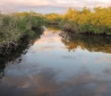Mangroves at sunset in Florida's Shark River, before the unseasonable cold spell.