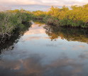 Mangroves in Florida's Shark River before a cold snap hit the Florida Coastal Everglades LTER site.