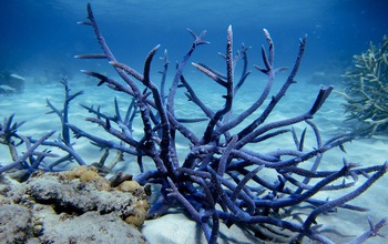 Blue coral in Lizard Island Lagoon on Australia's Great Barrier Reef.