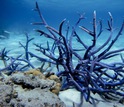 Blue coral in Lizard Island Lagoon on Australia's Great Barrier Reef.