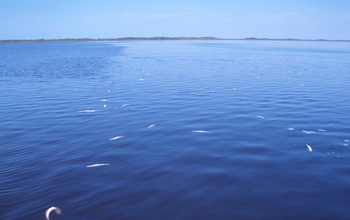 A fish kill in Whitewater Bay, Florida, a few days after the extreme cold settled in.