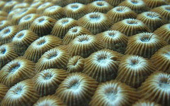 The coral Diploastrea heliopora