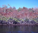 The freeze killed the tops of red mangrove trees along the Shark River shoreline.
