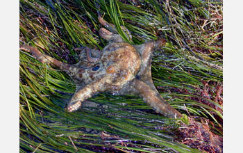 A California two-spotted octopus (<em>Octopus bimaculoides</em>)