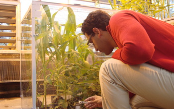 Researchers grow maize and soybeans to generate plant material for nitrous oxide emission testing.