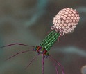 Bacteriophage T4 from animation